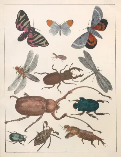 Natural History Galerya Obrazowa Zwierzat Czyli Historya Naturalna Pl 08