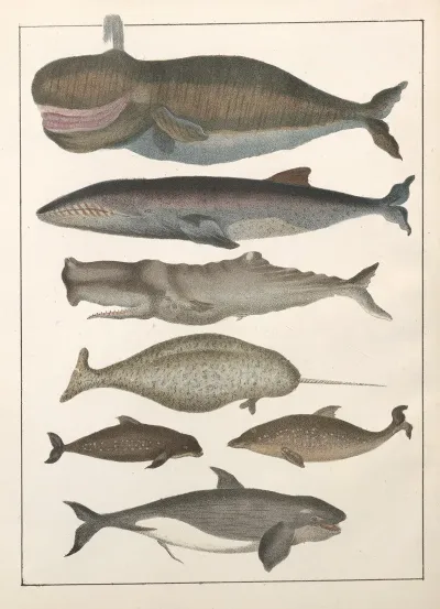 Natural History Galerya Obrazowa Zwierzat Czyli Historya Naturalna Pl 09