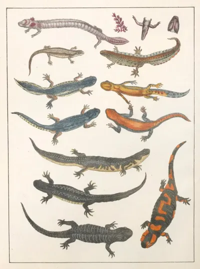 Natural History Galerya Obrazowa Zwierzat Czyli Historya Naturalna Pl 11