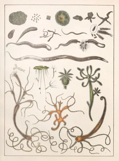 Natural History Galerya Obrazowa Zwierzat Czyli Historya Naturalna Pl 12