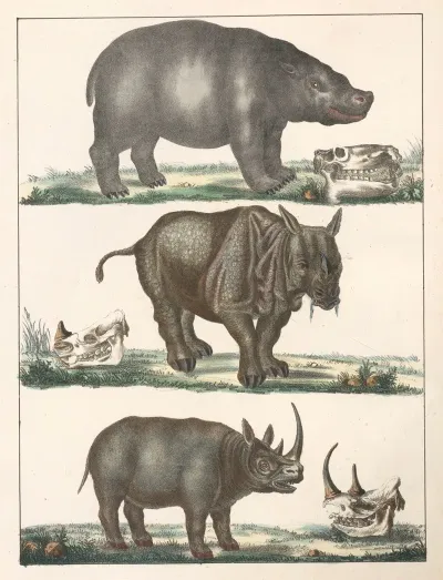 Natural History Galerya Obrazowa Zwierzat Czyli Historya Naturalna Pl 17