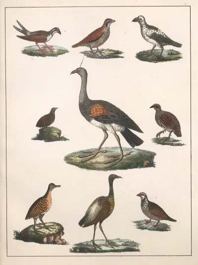 Natural History Galerya Obrazowa Zwierzat Czyli Historya Naturalna Pl 18