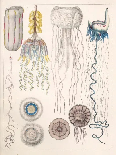 Natural History Galerya Obrazowa Zwierzat Czyli Historya Naturalna Pl 20