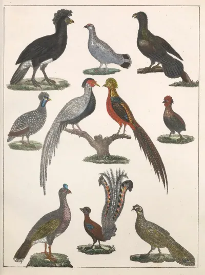 Natural History Galerya Obrazowa Zwierzat Czyli Historya Naturalna Pl 22