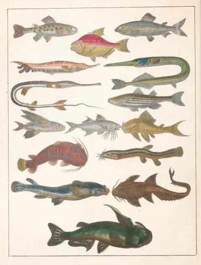 Natural History Galerya Obrazowa Zwierzat Czyli Historya Naturalna Pl 23