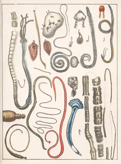 Natural History Galerya Obrazowa Zwierzat Czyli Historya Naturalna Pl 24
