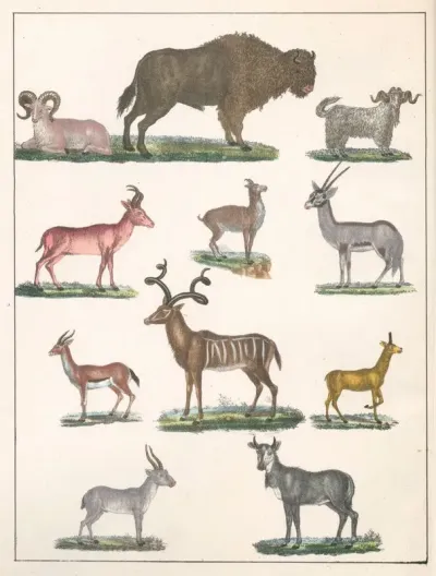 Natural History Galerya Obrazowa Zwierzat Czyli Historya Naturalna Pl 25
