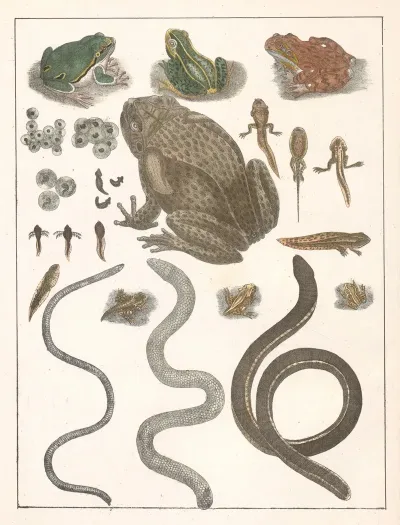 Natural History Galerya Obrazowa Zwierzat Czyli Historya Naturalna Pl 27