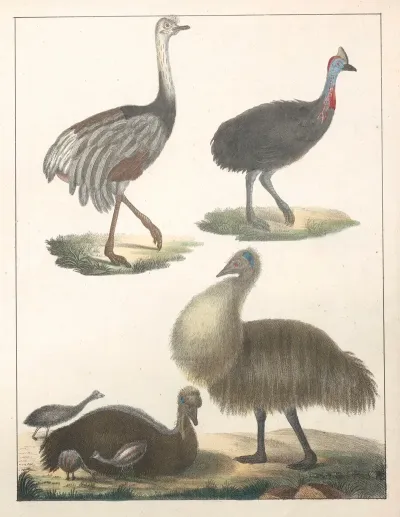 Natural History Galerya Obrazowa Zwierzat Czyli Historya Naturalna Pl 30