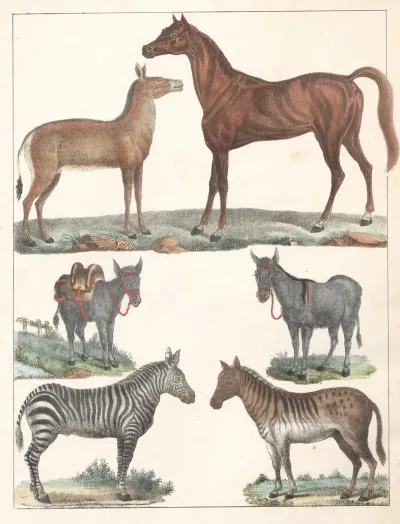 Natural History Galerya Obrazowa Zwierzat Czyli Historya Naturalna Pl 33