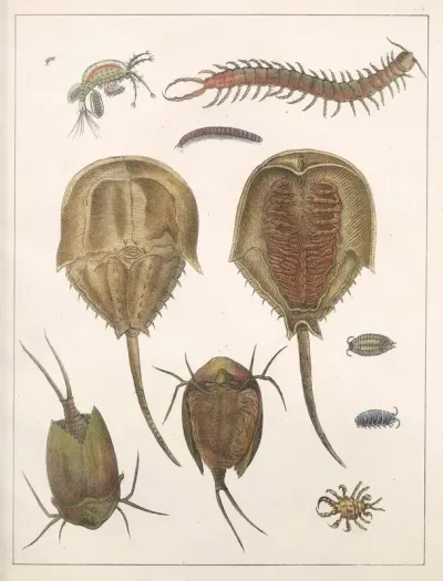 Natural History Galerya Obrazowa Zwierzat Czyli Historya Naturalna Pl 36