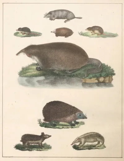 Natural History Galerya Obrazowa Zwierzat Czyli Historya Naturalna Pl 37