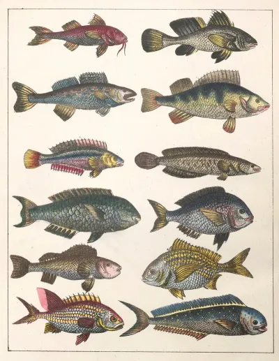 Natural History Galerya Obrazowa Zwierzat Czyli Historya Naturalna Pl 39