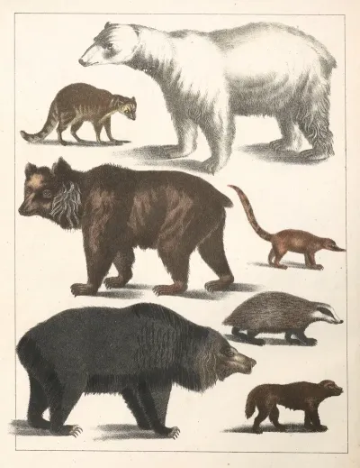 Natural History Galerya Obrazowa Zwierzat Czyli Historya Naturalna Pl 41
