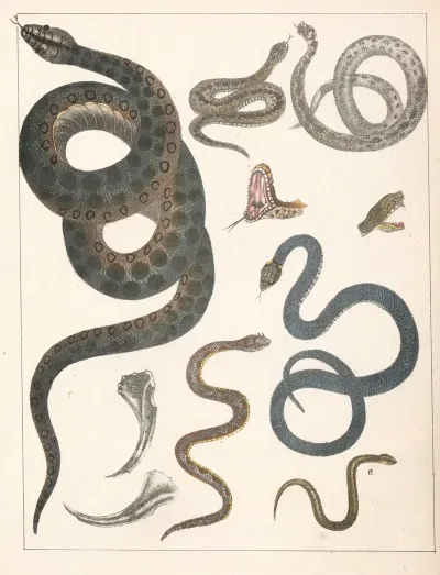 Natural History Galerya Obrazowa Zwierzat Czyli Historya Naturalna Pl 43