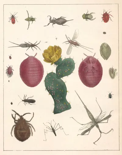 Natural History Galerya Obrazowa Zwierzat Czyli Historya Naturalna Pl 48