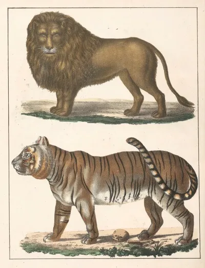 Natural History Galerya Obrazowa Zwierzat Czyli Historya Naturalna Pl 53