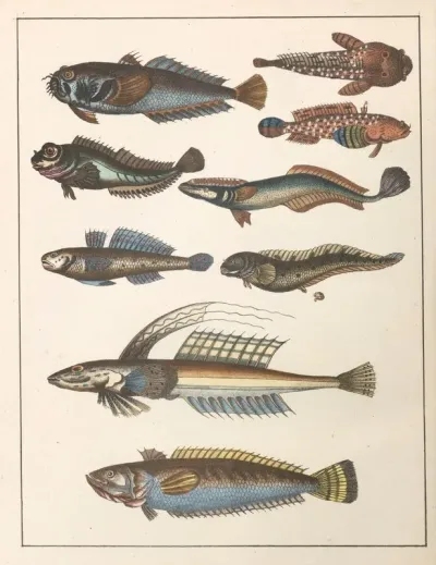 Natural History Galerya Obrazowa Zwierzat Czyli Historya Naturalna Pl 55