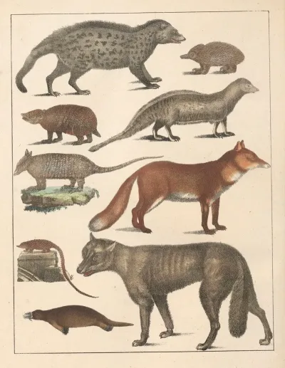 Natural History Galerya Obrazowa Zwierzat Czyli Historya Naturalna Pl 57