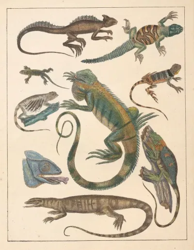 Natural History Galerya Obrazowa Zwierzat Czyli Historya Naturalna Pl 59