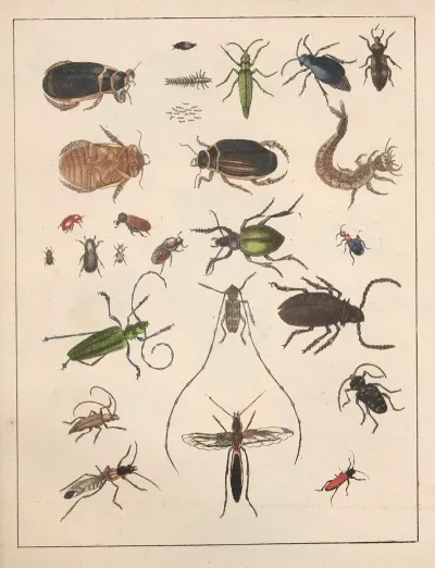Natural History Galerya Obrazowa Zwierzat Czyli Historya Naturalna Pl 60