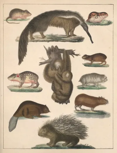 Natural History Galerya Obrazowa Zwierzat Czyli Historya Naturalna Pl 61