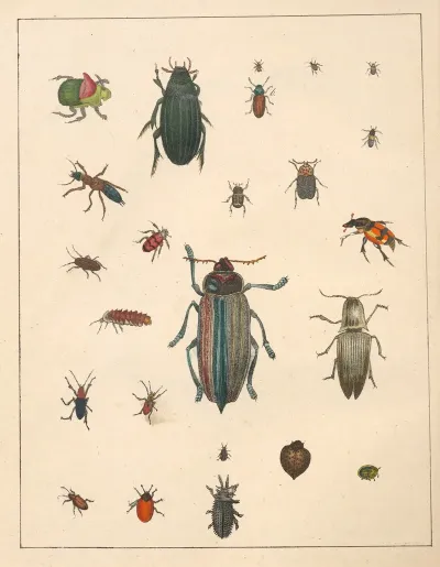 Natural History Galerya Obrazowa Zwierzat Czyli Historya Naturalna Pl 64
