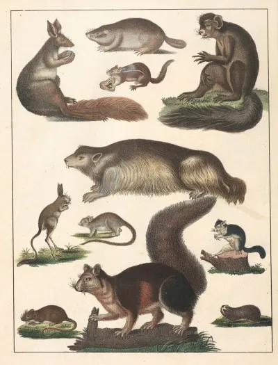 Natural History Galerya Obrazowa Zwierzat Czyli Historya Naturalna Pl 65