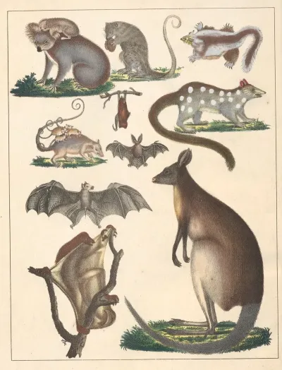 Natural History Galerya Obrazowa Zwierzat Czyli Historya Naturalna Pl 69