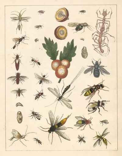 Natural History Galerya Obrazowa Zwierzat Czyli Historya Naturalna Pl 71