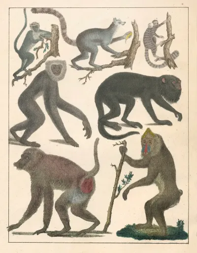 Natural History Galerya Obrazowa Zwierzat Czyli Historya Naturalna Pl 73