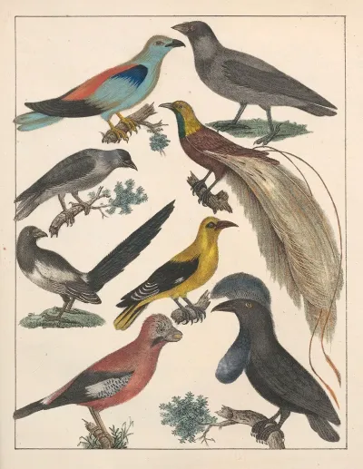 Natural History Galerya Obrazowa Zwierzat Czyli Historya Naturalna Pl 74