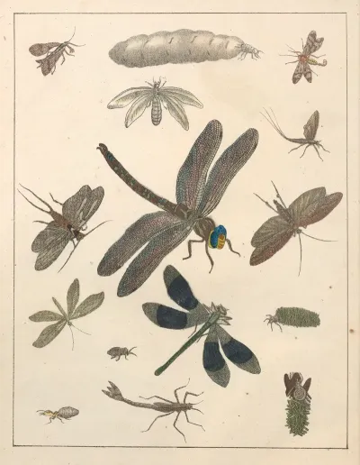 Natural History Galerya Obrazowa Zwierzat Czyli Historya Naturalna Pl 75