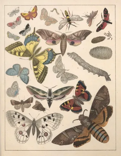 Natural History Galerya Obrazowa Zwierzat Czyli Historya Naturalna Pl 76