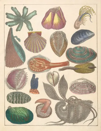 Natural History Galerya Obrazowa Zwierzat Czyli Historya Naturalna Pl 79