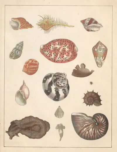 Natural History Galerya Obrazowa Zwierzat Czyli Historya Naturalna Pl 80