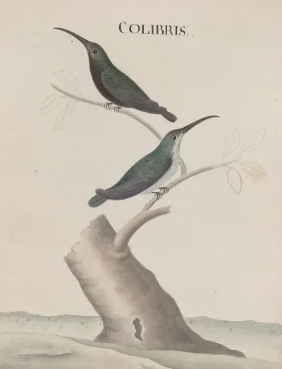 Natural History Of Saint Domingue Pl 002