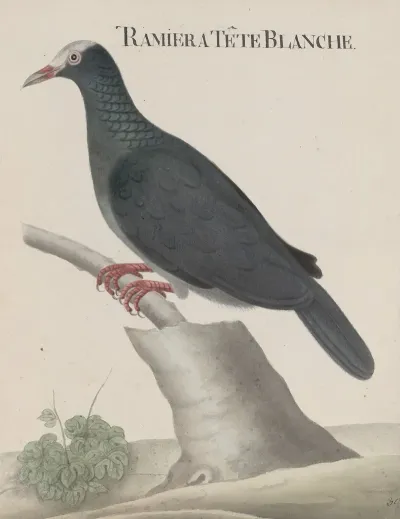 Natural History Of Saint Domingue Pl 003