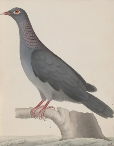 Natural History Of Saint Domingue Pl 004