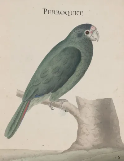 Natural History Of Saint Domingue Pl 006