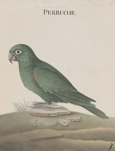 Natural History Of Saint Domingue Pl 007