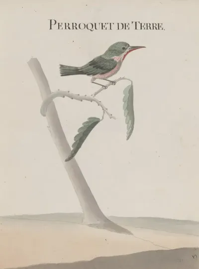 Natural History Of Saint Domingue Pl 008
