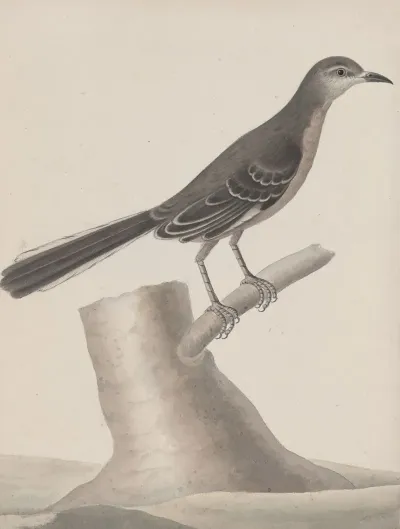 Natural History Of Saint Domingue Pl 009