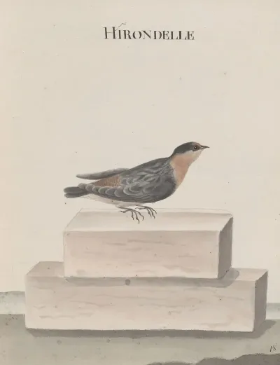 Natural History Of Saint Domingue Pl 010