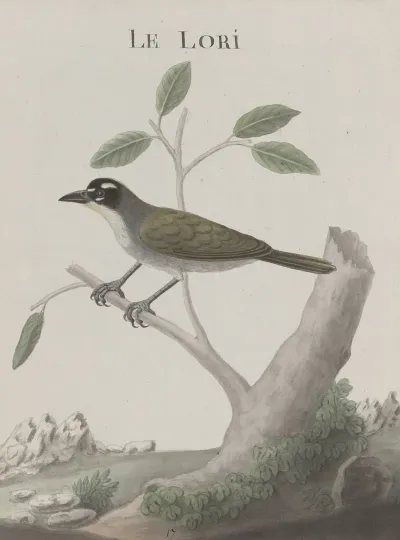 Natural History Of Saint Domingue Pl 011