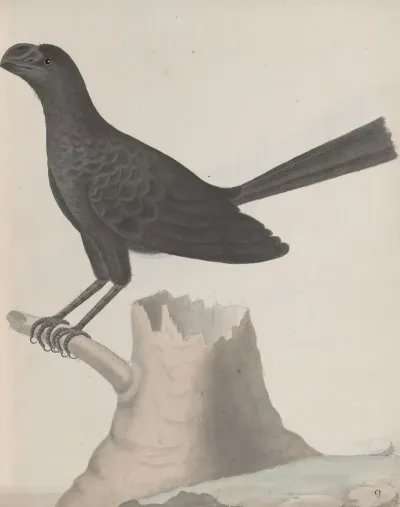Natural History Of Saint Domingue Pl 016
