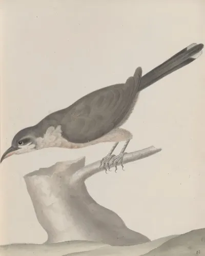 Natural History Of Saint Domingue Pl 017