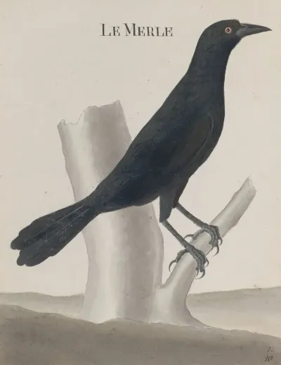 Natural History Of Saint Domingue Pl 018