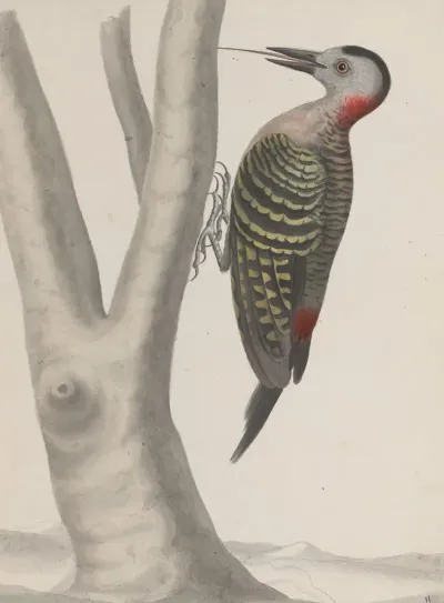 Natural History Of Saint Domingue Pl 019
