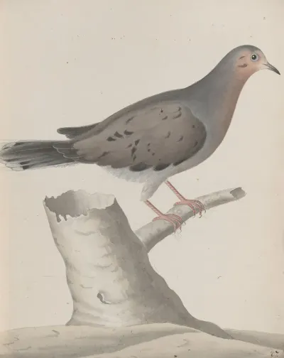 Natural History Of Saint Domingue Pl 020